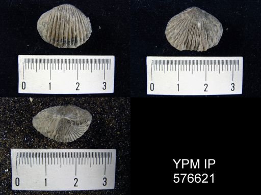 Anastrophia sp.