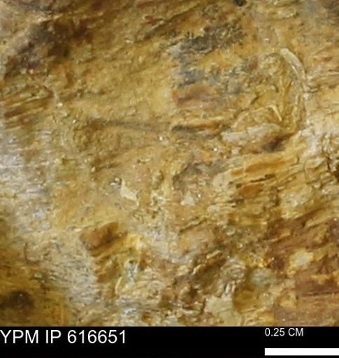Teredo sp.