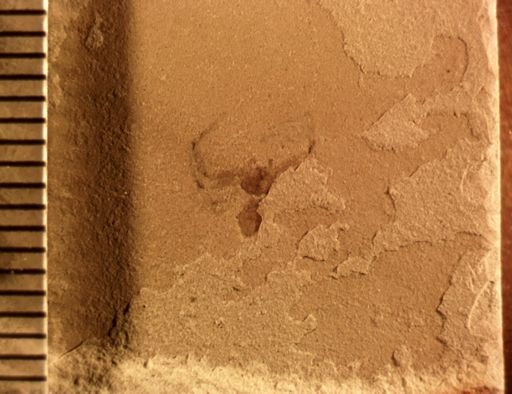 undet. Araneida