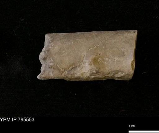 Baculites sp.