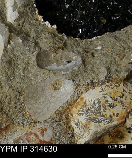 undet. Bivalvia