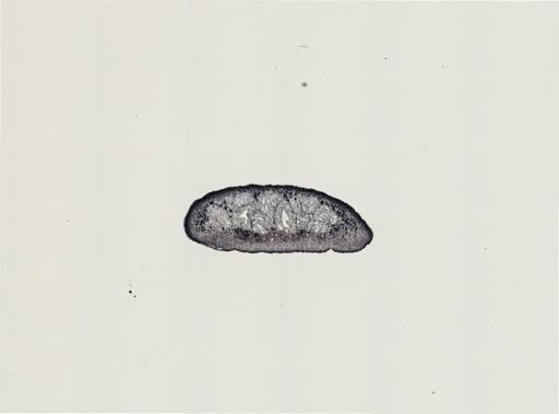 Foviella