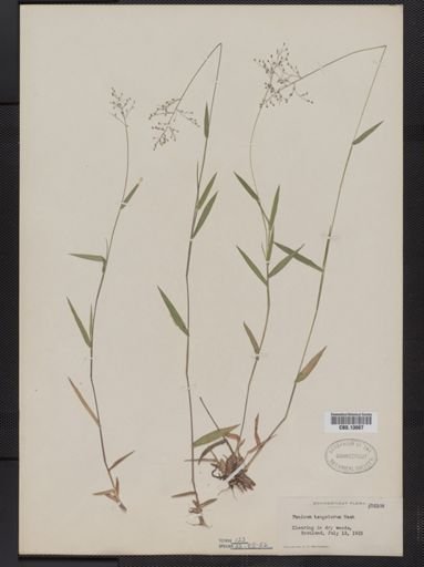 Panicum columbianum tsugetorum