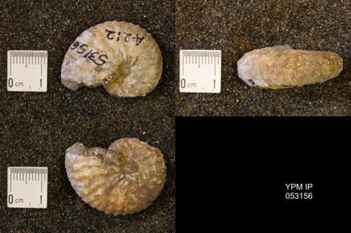 Discoscaphites conradi