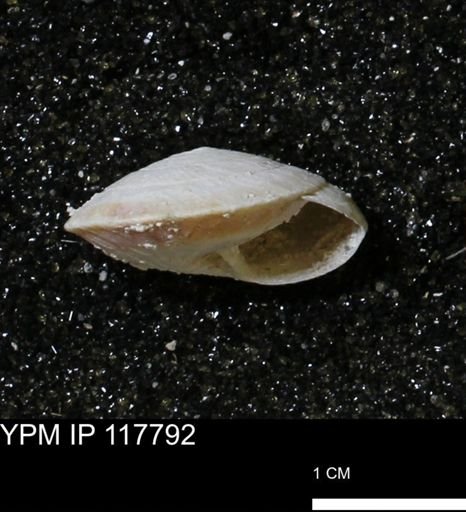 Poecilozonites bermudensis sieglindae
