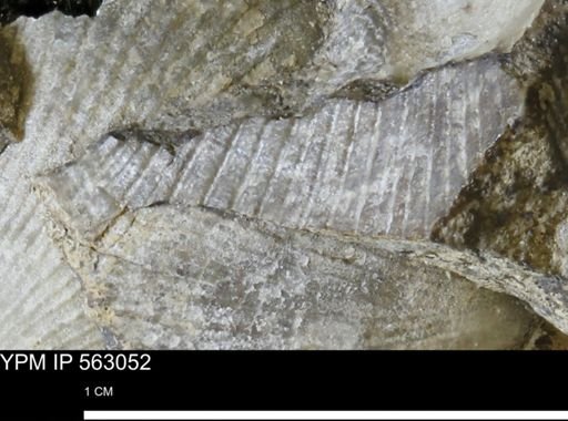 Oxytoma (Hypoxytoma) sp.