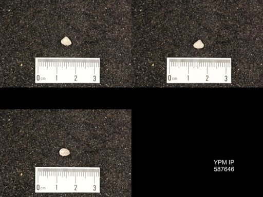 Camarotoechia nucula