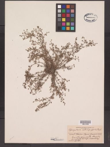 Spergularia rubra
