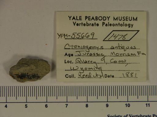 Cteniogenys antiquus