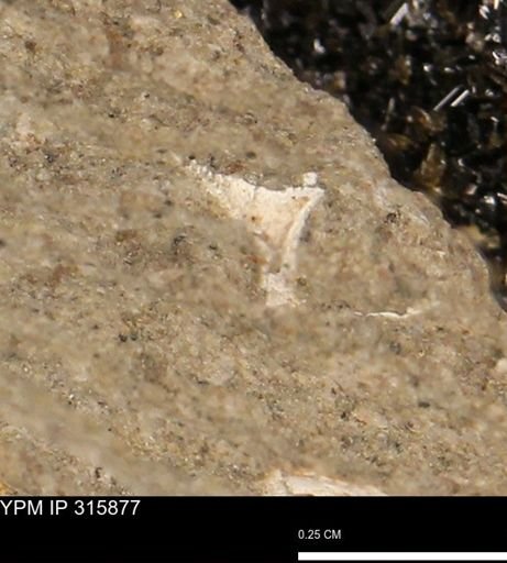 undet. Mollusca