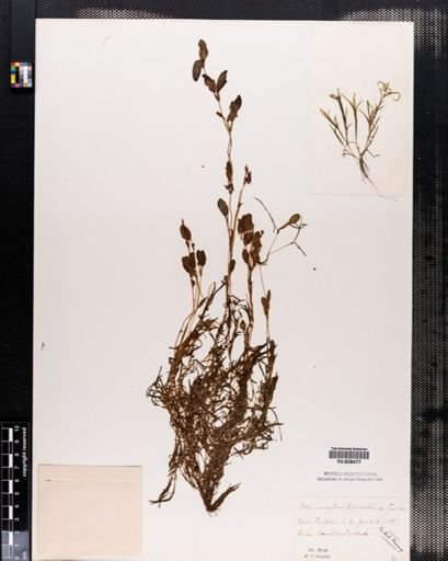 Potamogeton spirillus