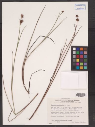 Juncus canadensis