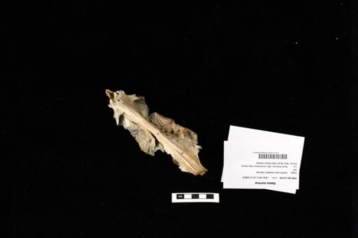 Gadus morhua