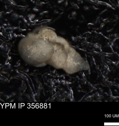 undet. Foraminiferida