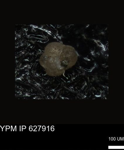 undet. Foraminiferida