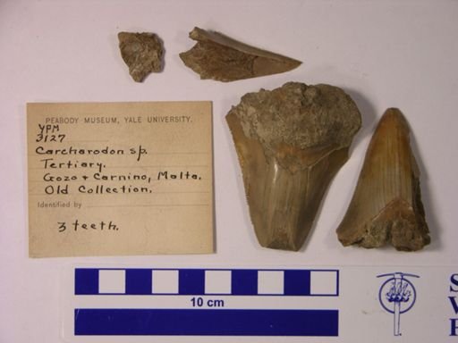 Carcharodon sp.