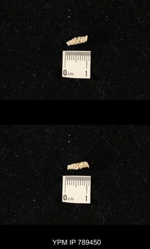 undet. Bryozoa
