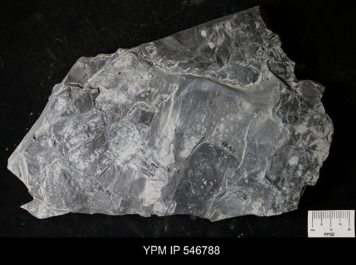 undet. Eurypterida