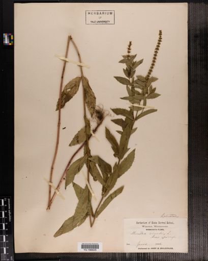 Plantae