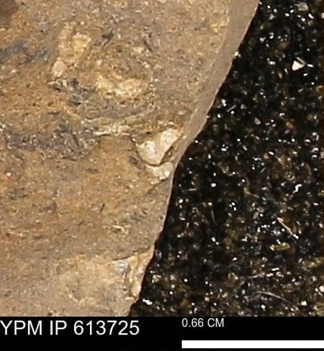 Scaphites sp.