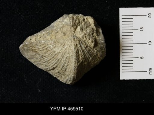 Neospirifer kansasensis