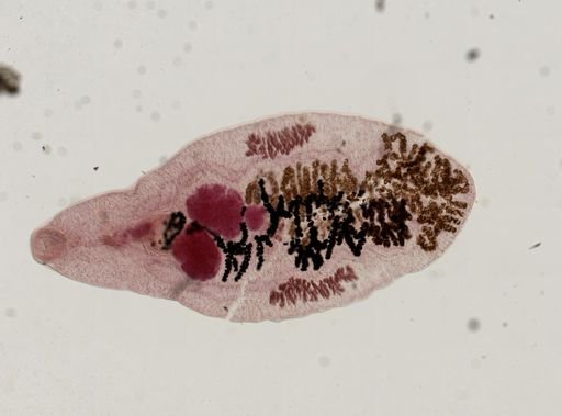 Dicrocoelium dendriticum