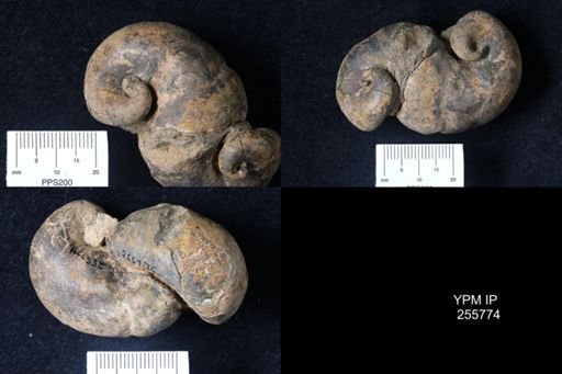 Platyceratidae