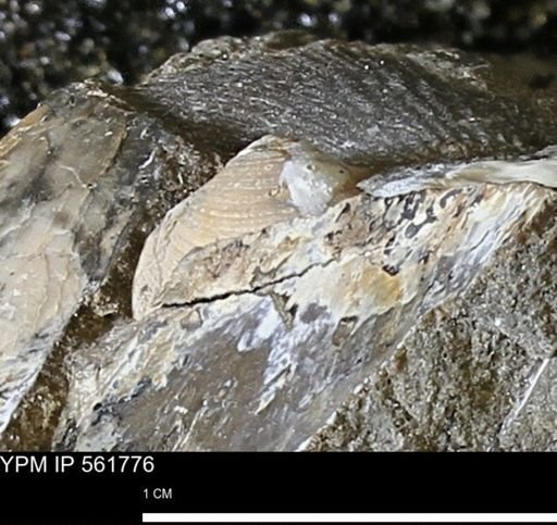 Limopsis sp.