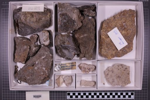 mixed taxa, stratigraphic collection