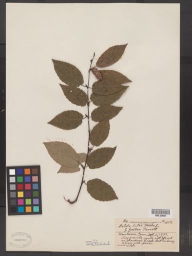 Betula lutea f. fallax