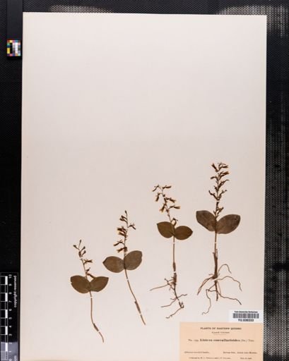 Listera convallarioides