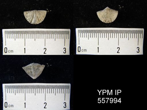 Cyrtina sp.