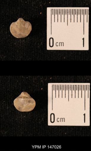 Ambocoelia planoconvexa