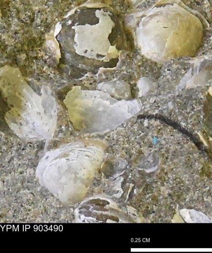 Corbulamella sp.