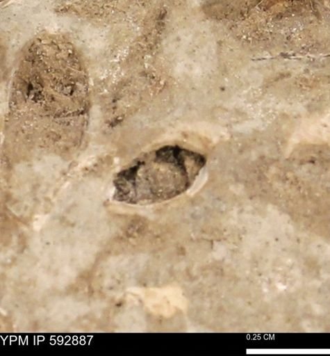 undet. Bivalvia