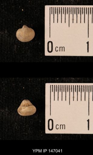 Ambocoelia planoconvexa