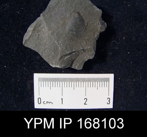 Lingula laena