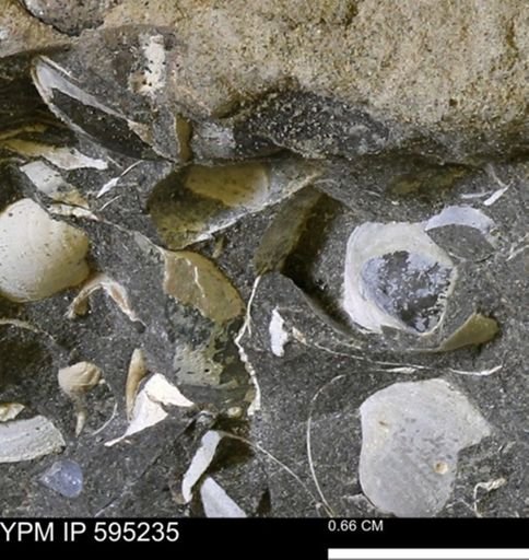 Protocardia sp.