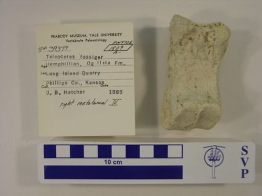 Teleoceras fossiger