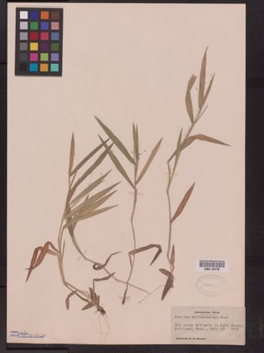 Panicum villosissimum