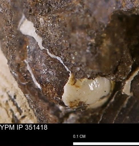 undet. Mollusca