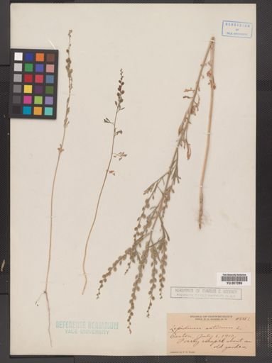 Lepidium sativum