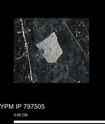 Baculites ovatus haresi