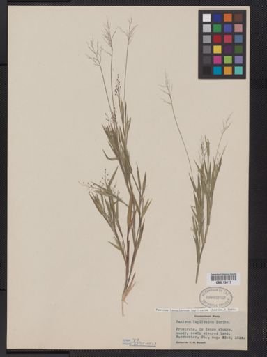 Panicum lanuginosum