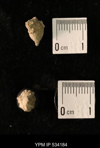Talarocrinus sp.