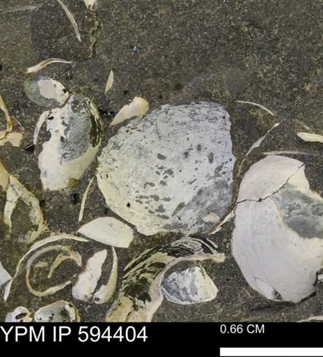 Protocardia sp.