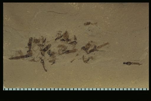 undet. Tipulidae