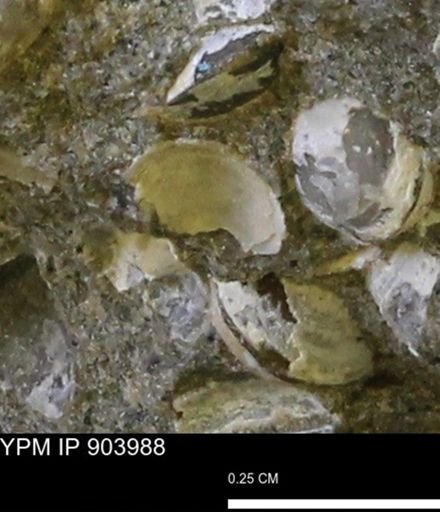 undet. Bivalvia