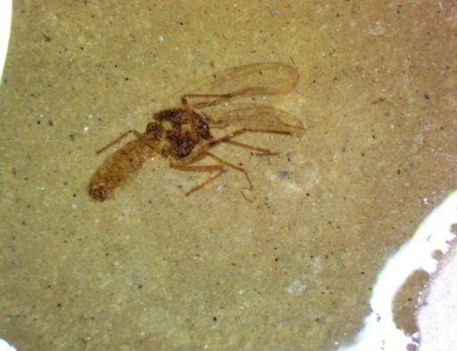 undet. Diptera