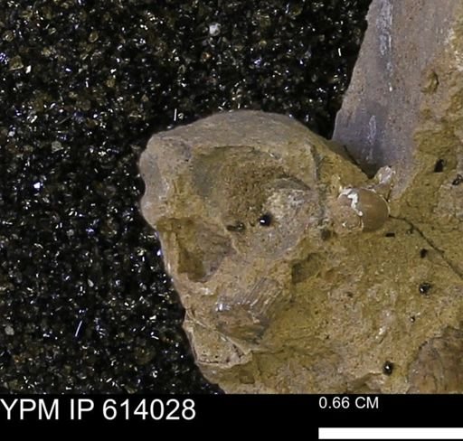 undet. Mollusca